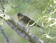 Swainsons Thrush 6540